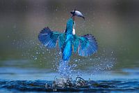 Kingfisher - In a flash
