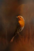 Robin in autumn colours