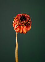 Fiore Appassitu - green