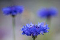 blue cornflowers