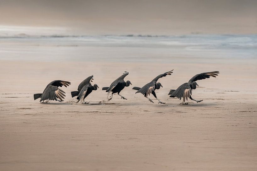 Ritual Dance of Vultures on the Beach by Femke Ketelaar