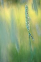 Sanftes, warmes Foto einer Kleinlibelle auf Grashalmen
