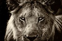 Portrait of a young male Lion.