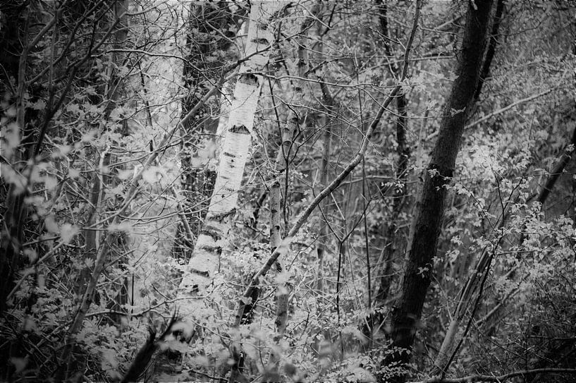 Same But Different par Thira Bee