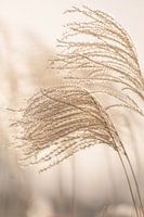 Reed plumes in soft light and soft color tones