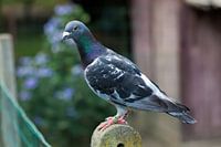 Sports pigeon resting on a pole.