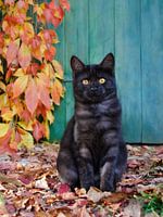 Zwart katje in de herfst