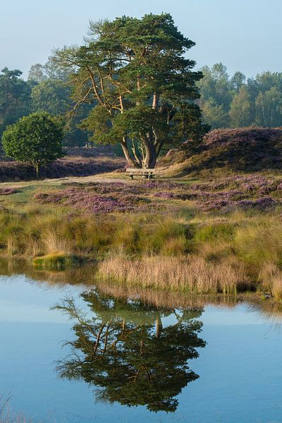 L'image miroir d'un arbre par Michel Geluk