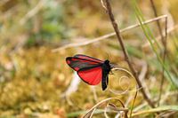 Muschelschmetterling