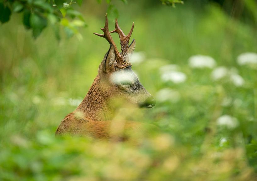 Reebok par Harry Punter