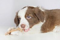 The border collie puppy eats dried meat.