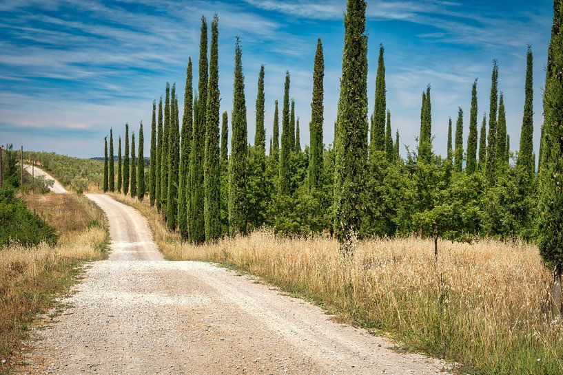 Cyprès de Toscane par eric van der eijkj