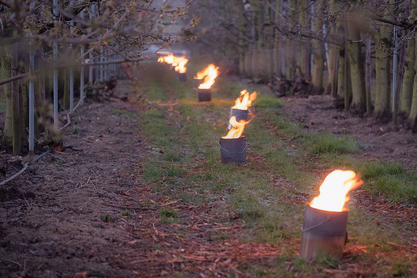 Fire pots cherry orchard by Moetwil en van Dijk - Fotografie