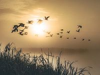 Gelassener Morgen Gänse