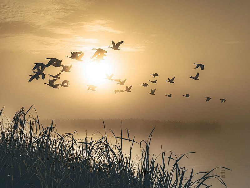 Gelassener Morgen Gänse von Eleven Monkeys