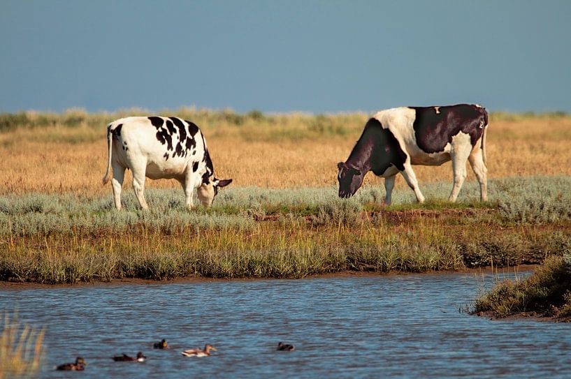 Kühe von Kees de Knegt