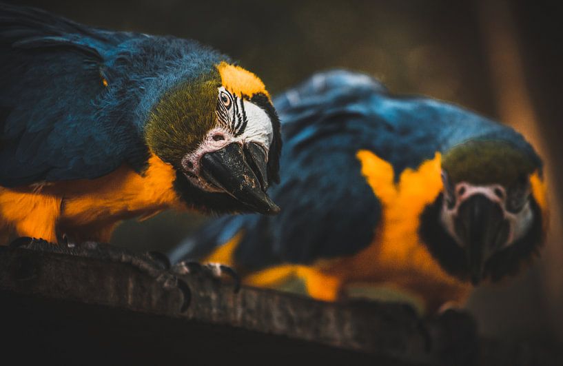 Rot-Gelber Ara von Bjorn Brekelmans