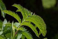 Makroaufnahme einer Honigblume