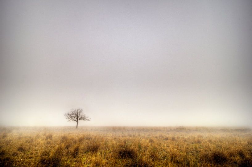 Boslandschap, Prattenburgse Bos, Veenendaal/Overberg von Jeroen Bos