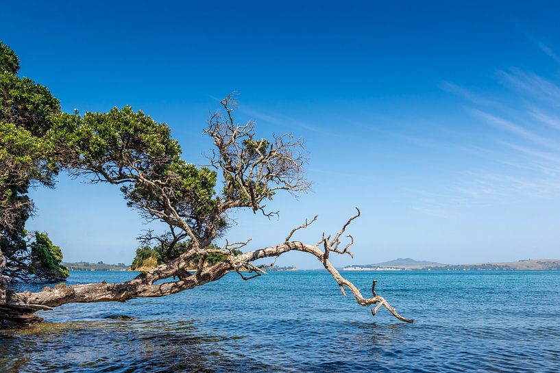 Schöne Bucht auf Waiheke Island, Neuseeland von Troy Wegman