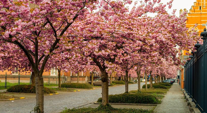 Japanische Kirsche von Marcel Derweduwen