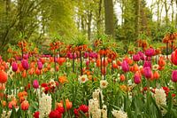 Keukenhof-Serie - farbenfrohe Blumenpracht