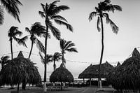 Tropical beach in black and white