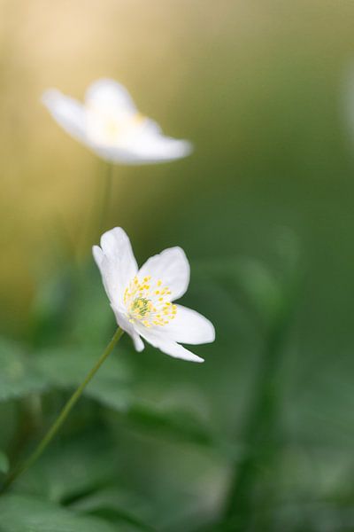 Bosanemoon von Bert Kok