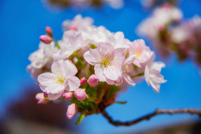 Beautiful light pink blossom by Jan van Broekhoven