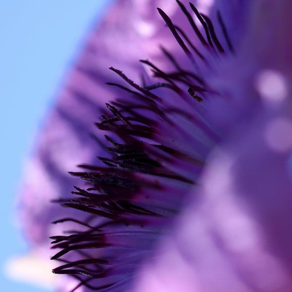 Tanz der Staubgefäße von Christine GUILLET