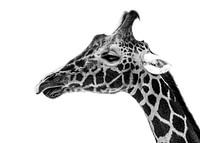 Giraffe aus nächster Nähe