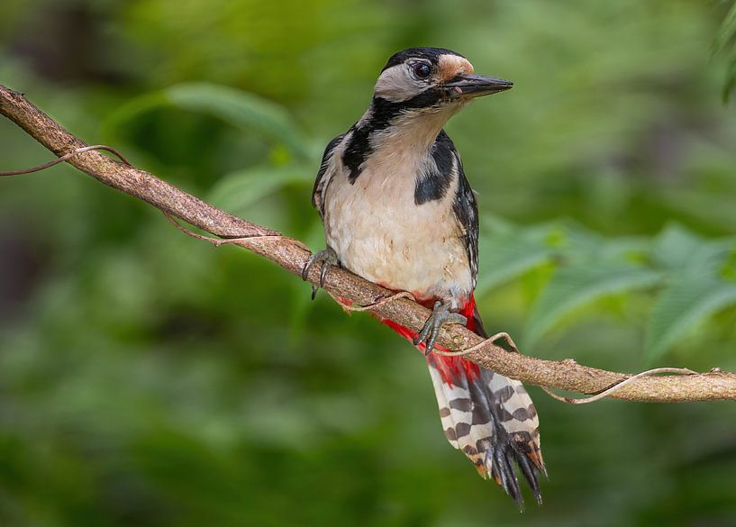 Great Spotted Woodpecker by arnemoonsfotografie