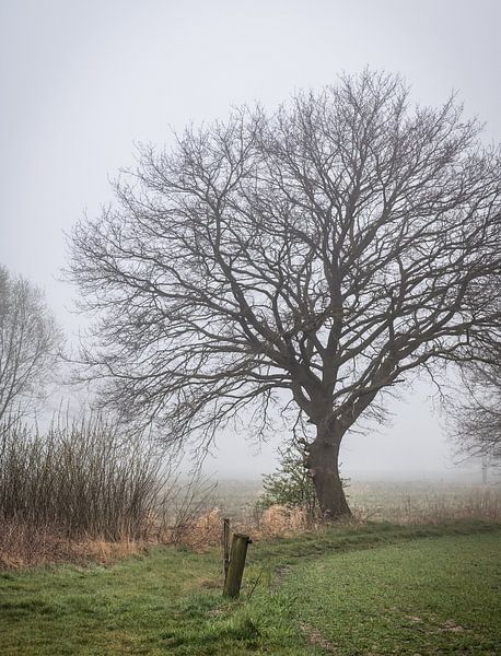 Die Eiche entlang des Weges, mit Nebel von Jan Roos