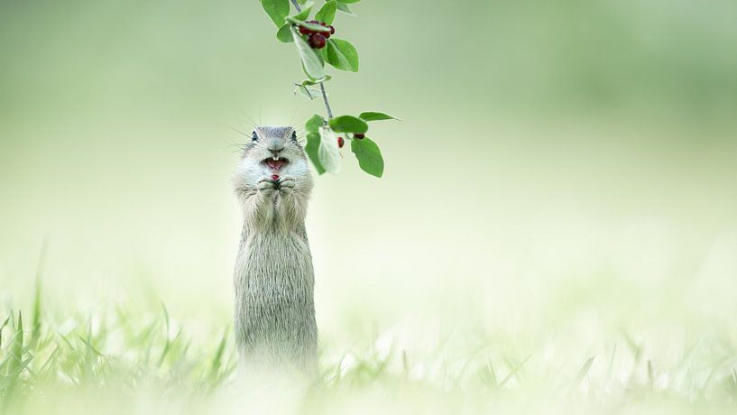 Gefangen von Alex Pansier