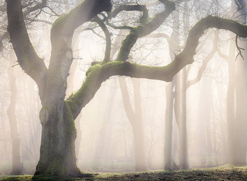 Moss creeper von Jos Duivenvoorden