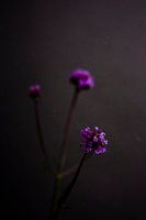 Dark still life in grey with a purple flower