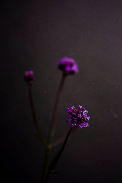 Dark still life in grey with a purple flower by What I C