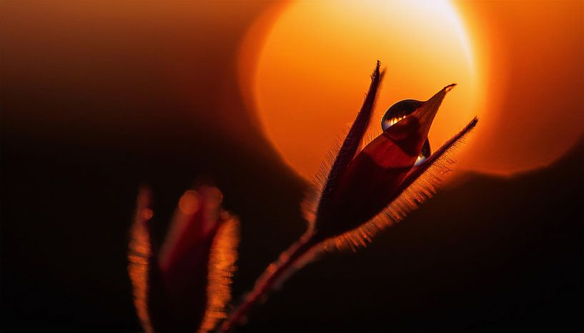 Plants with sunset by Mustafa Kurnaz