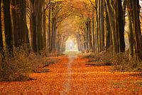 Kasteellaan met op achtergrond Kasteel Slangenburg, Doetinchem
