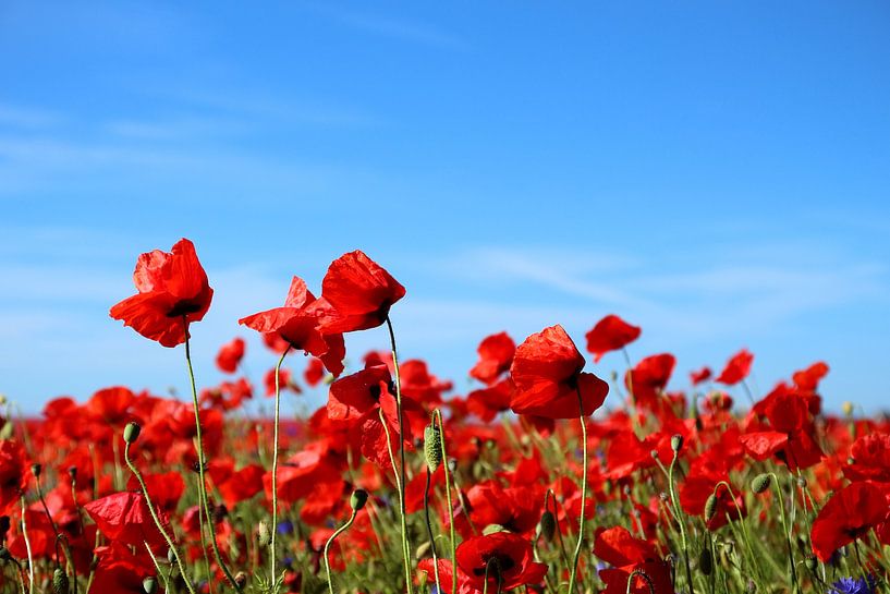 poppies by Ostsee Bilder