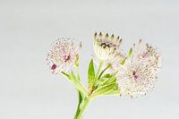 sea knot in soft pastel