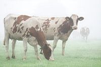 Koeien in de mist