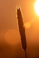 Sonnenaufgang mit Bokeh