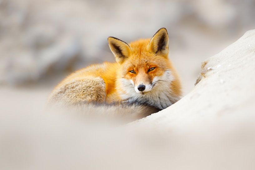 Kühle im Sand von Pim Leijen
