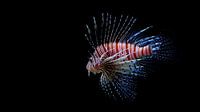 lion fish 