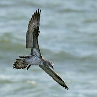 Juvénile Jan van Gent