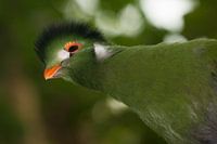 Witwangtoerako steekt zijn nek uit