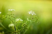 Witte bloemen tegen groene achtergrond