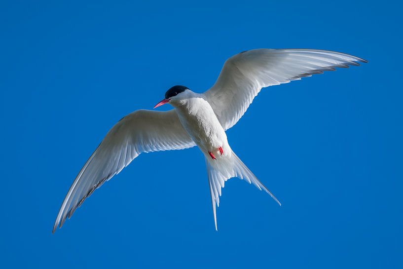 Arctic tern in front of a crisp blue sky by Martijn Smeets