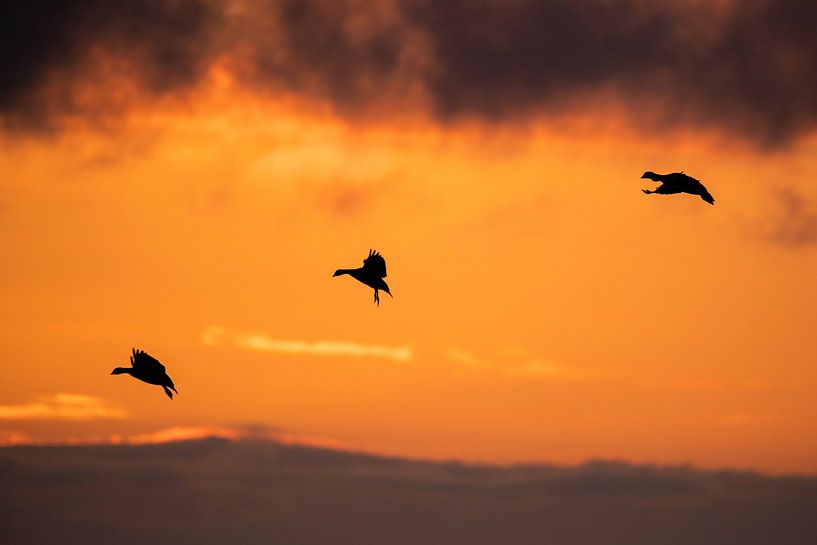 Vorbereiten auf die Landung von Marjan Slaats